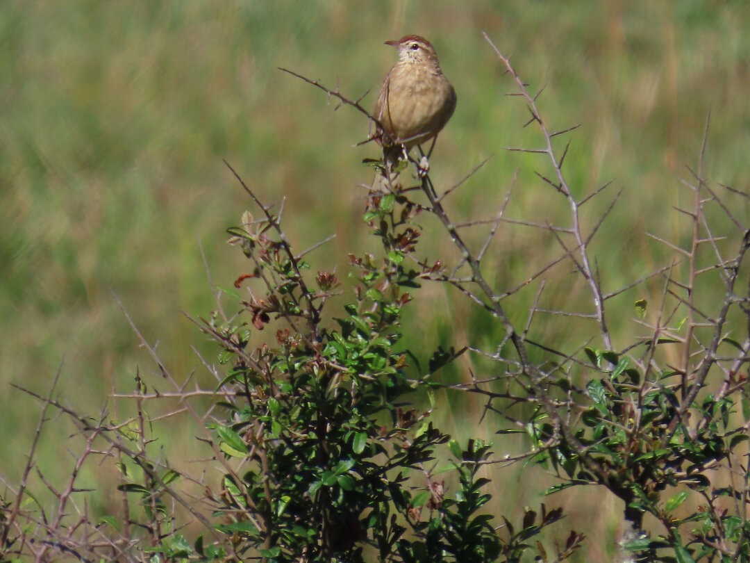 Firewood-gatherer - ML647753901