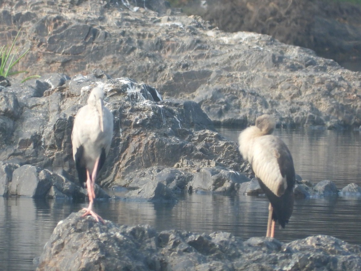 Asian Openbill - ML647753902