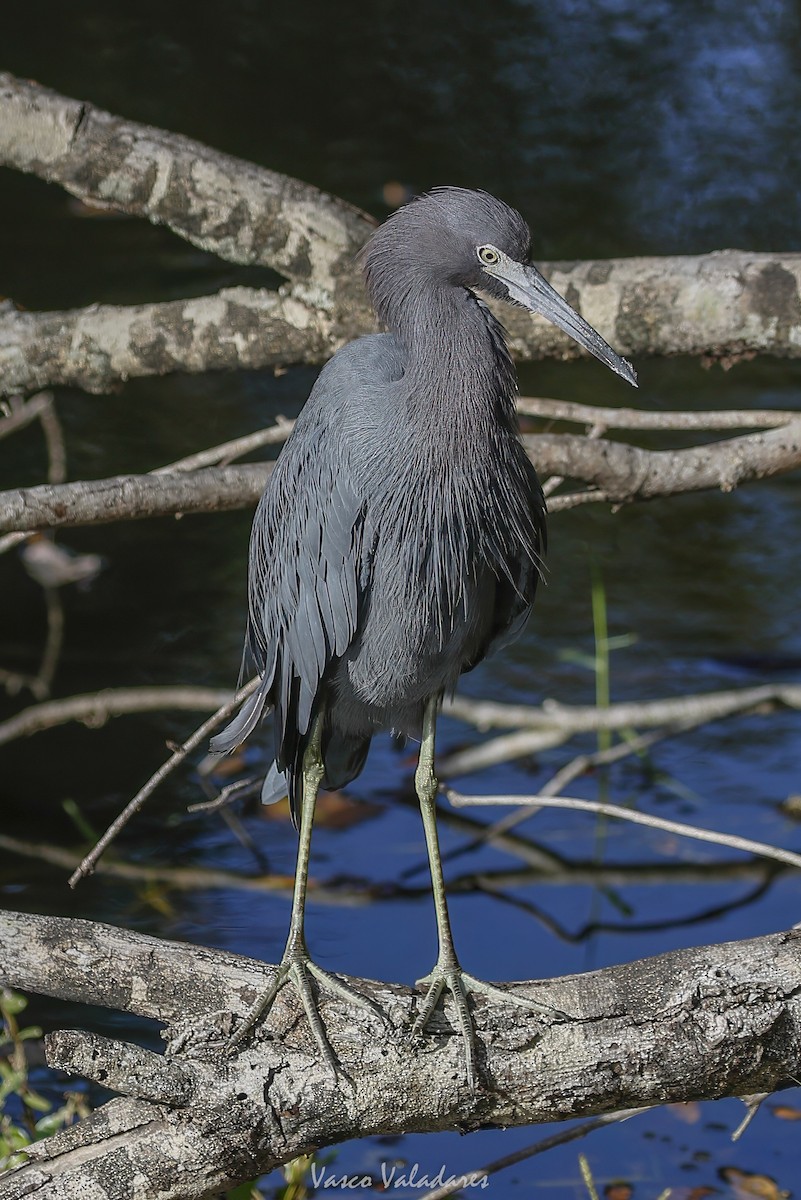 לבנית כחולה קטנה - ML647753903