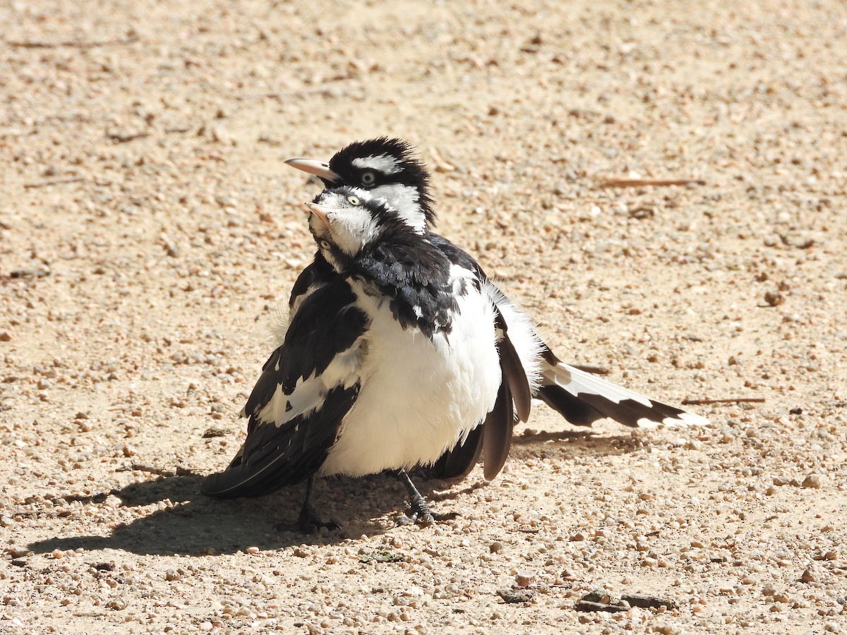 Magpie-lark - ML647753905