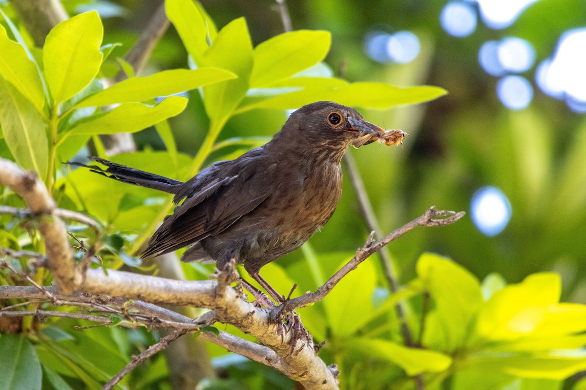 שחרור - ML647753911