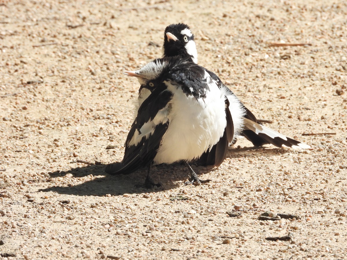 Magpie-lark - ML647753912