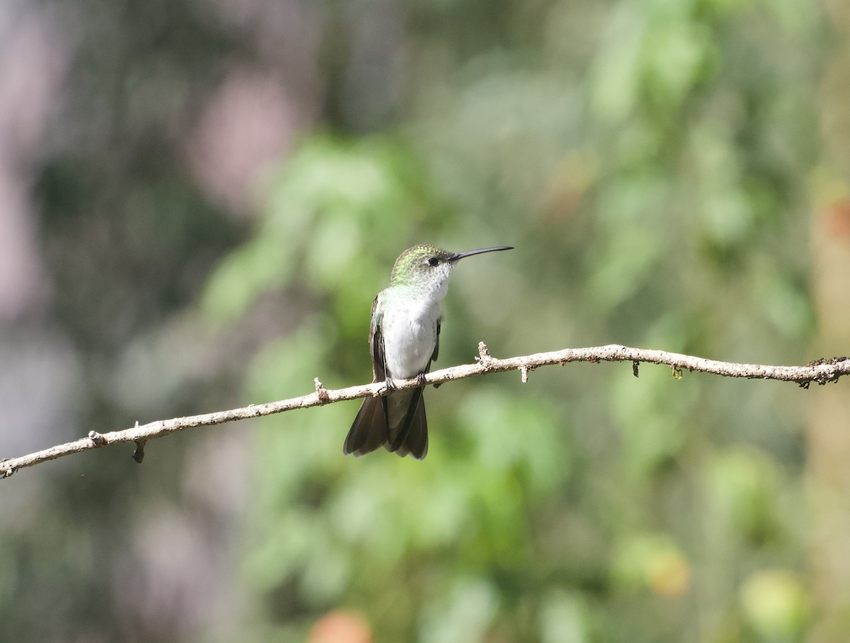 Green-and-white Hummingbird - ML647753913