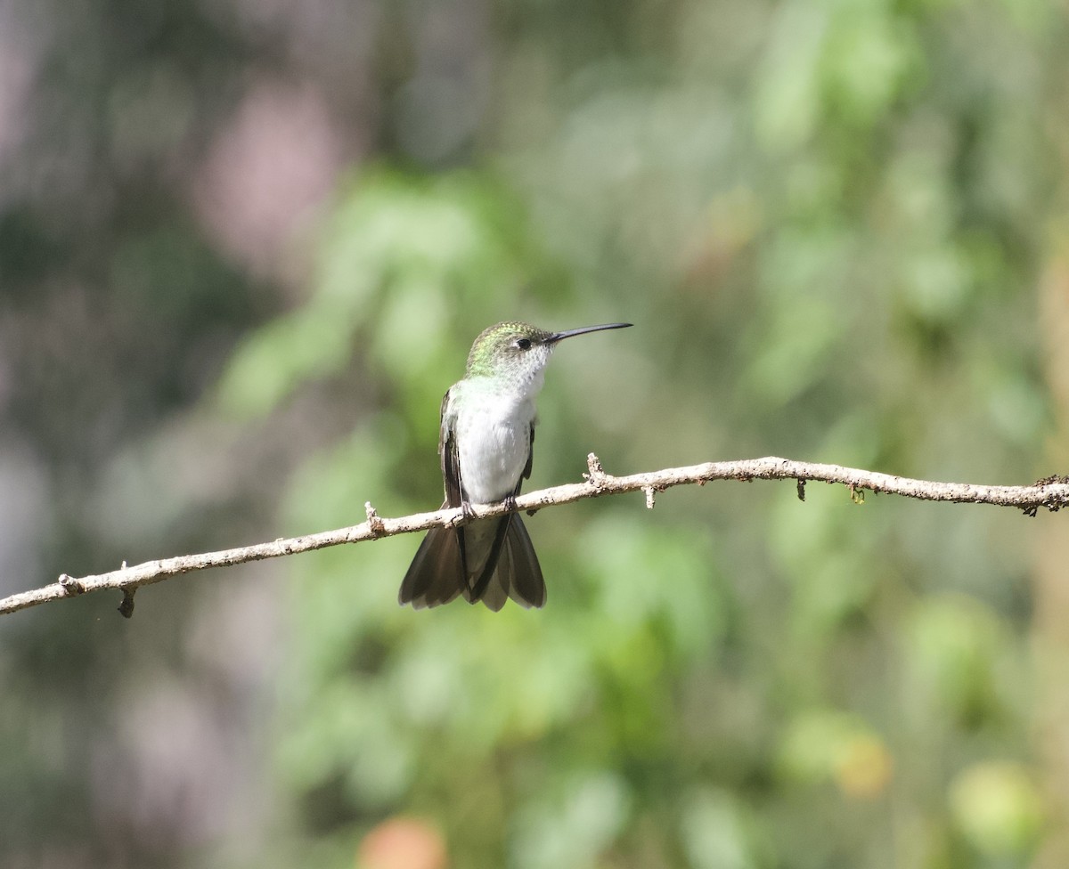 Green-and-white Hummingbird - ML647753914