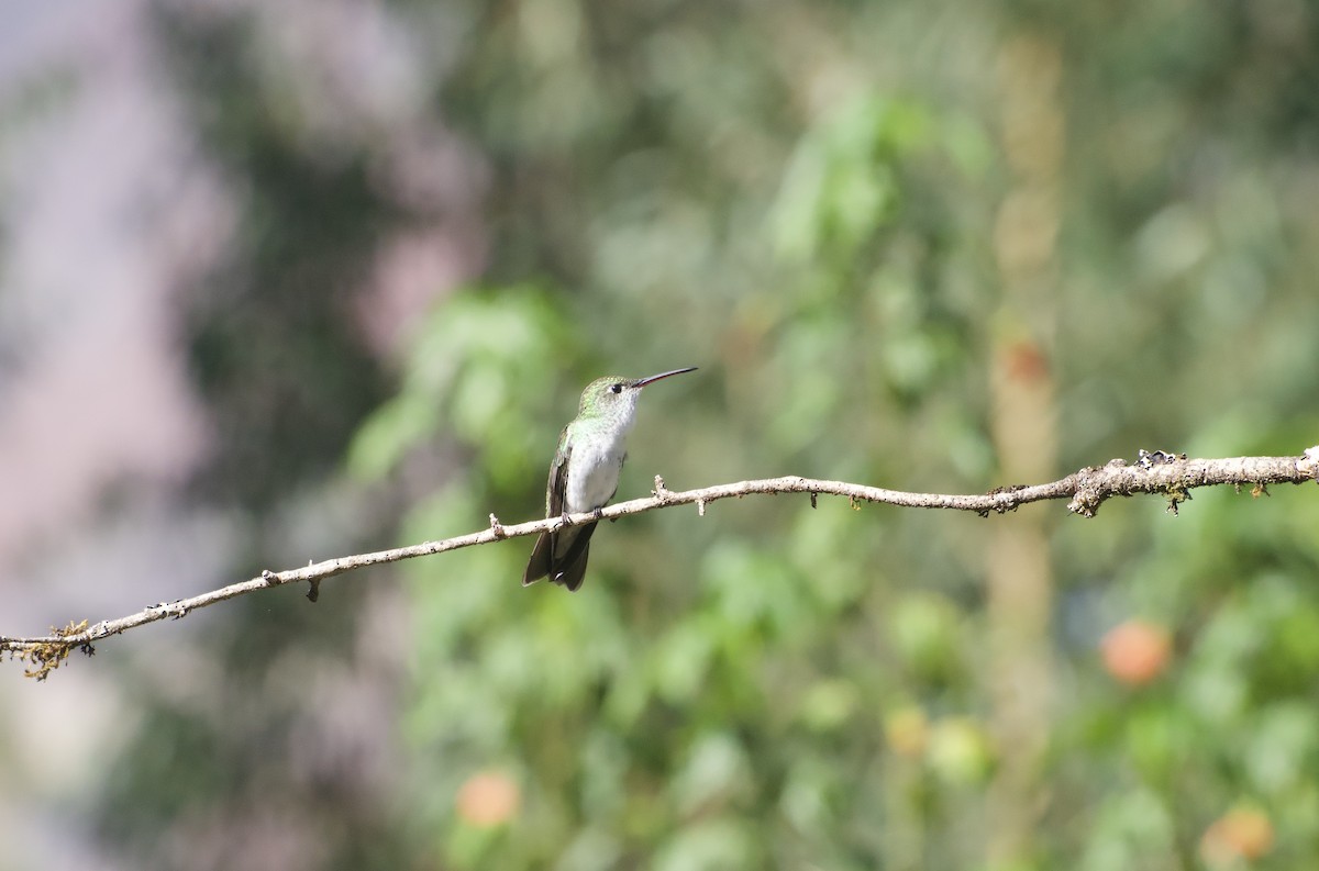 Green-and-white Hummingbird - ML647753915