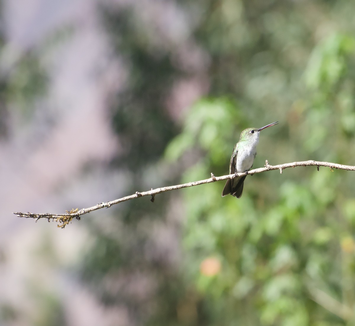 Green-and-white Hummingbird - ML647753916