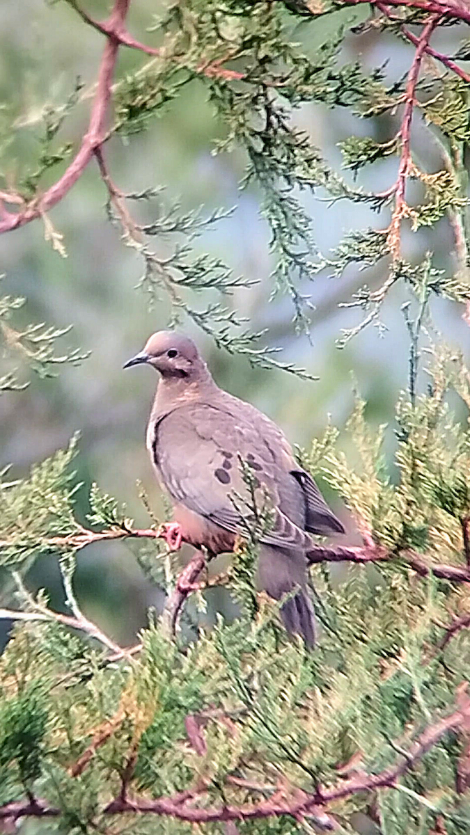 Ruddy Pigeon - ML647753917