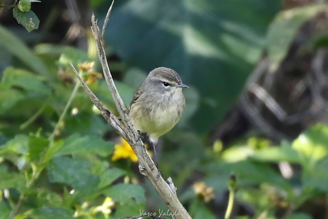 סבכון חום-כיפה - ML647753918