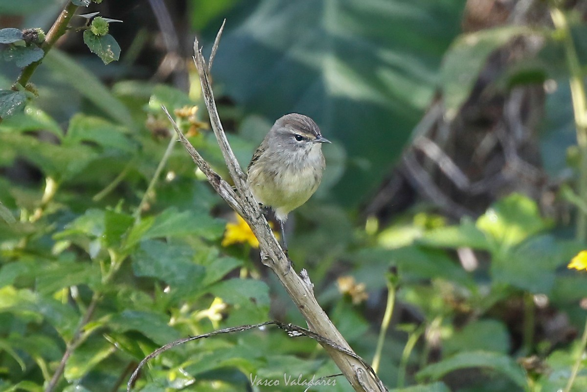 סבכון חום-כיפה - ML647753919