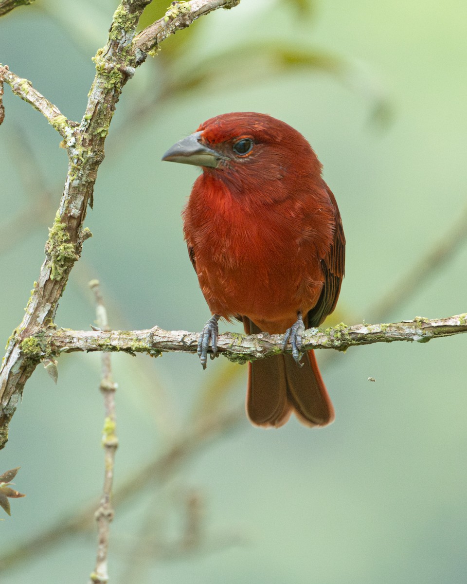 Hepatic Tanager - ML647753920