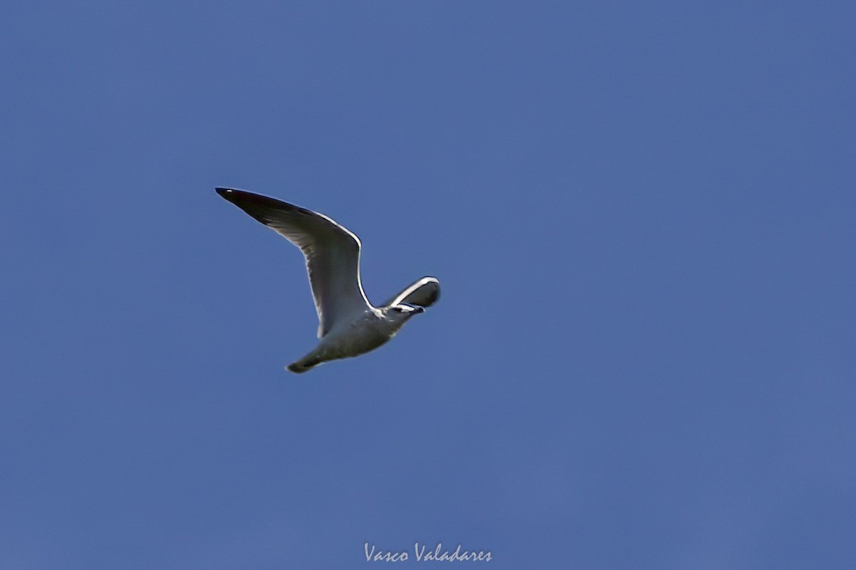 שחף עקוד-מקור - ML647753931