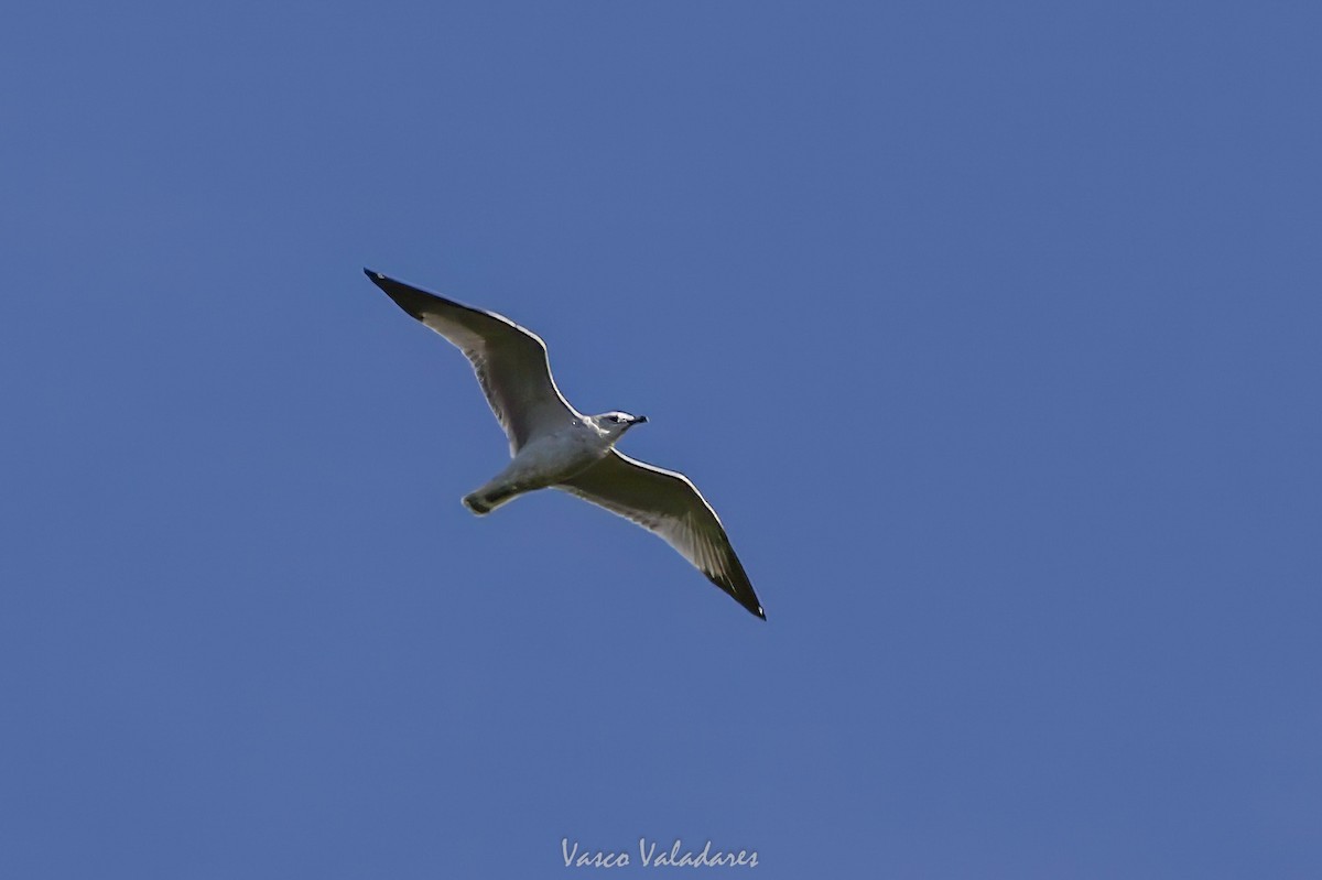 שחף עקוד-מקור - ML647753932