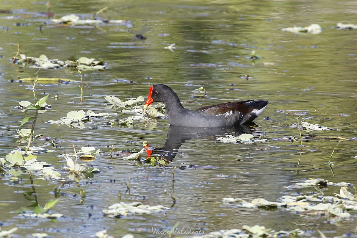 Курочка латиноамериканська - ML647753935