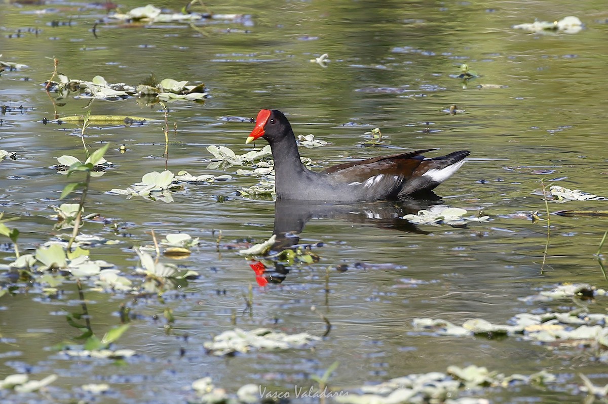 Курочка латиноамериканська - ML647753936