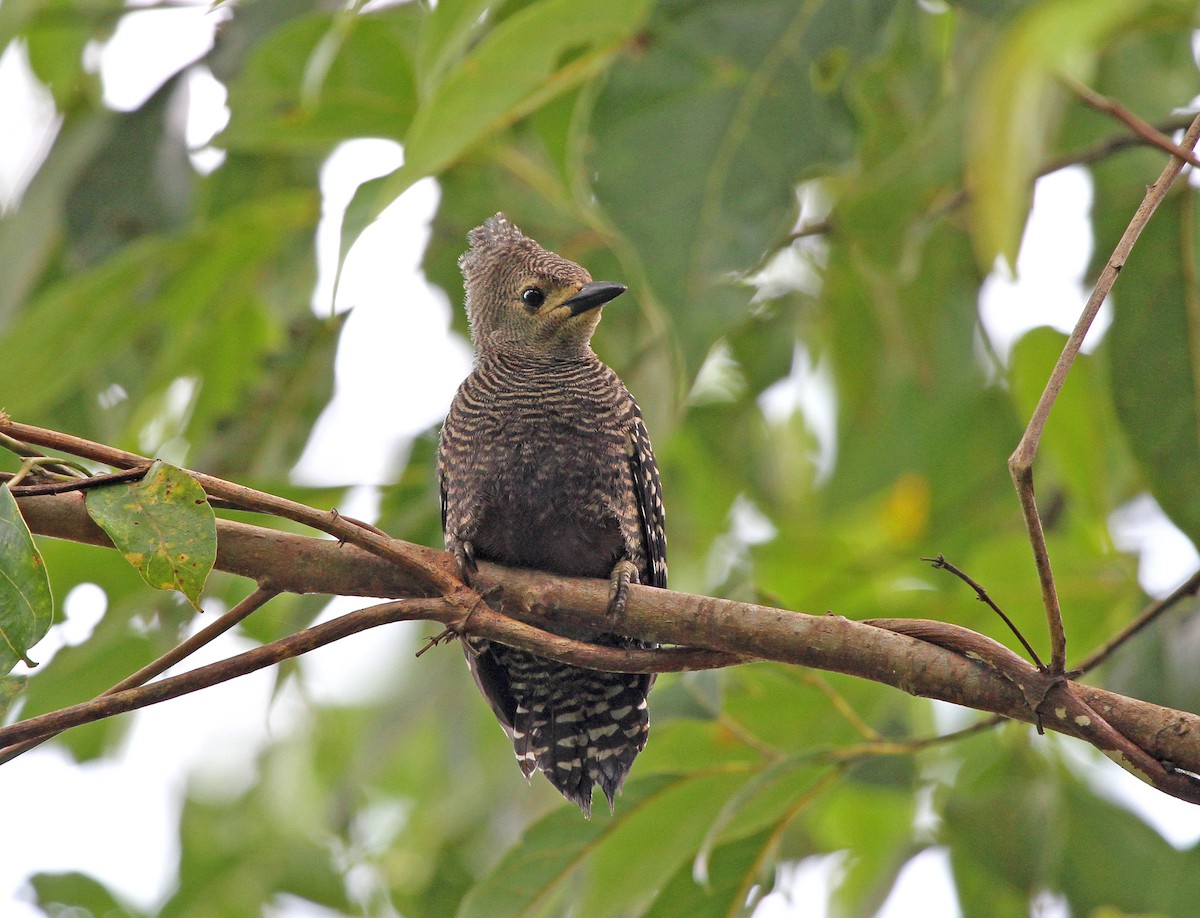 Buff-rumped Woodpecker - ML647753938