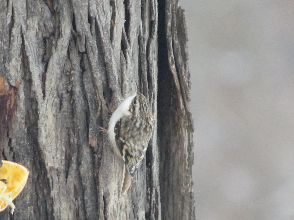 Brown Creeper - ML647753973