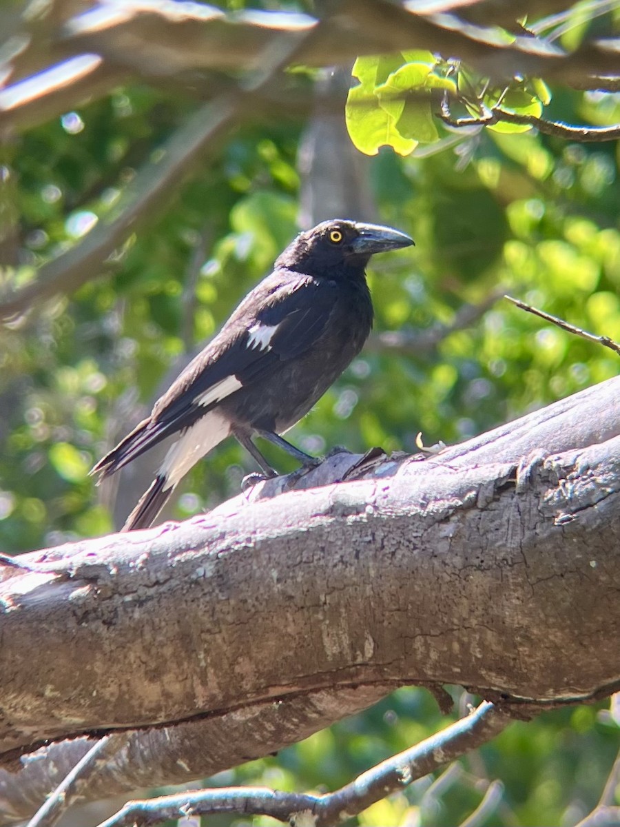 Pied Currawong - ML647753974