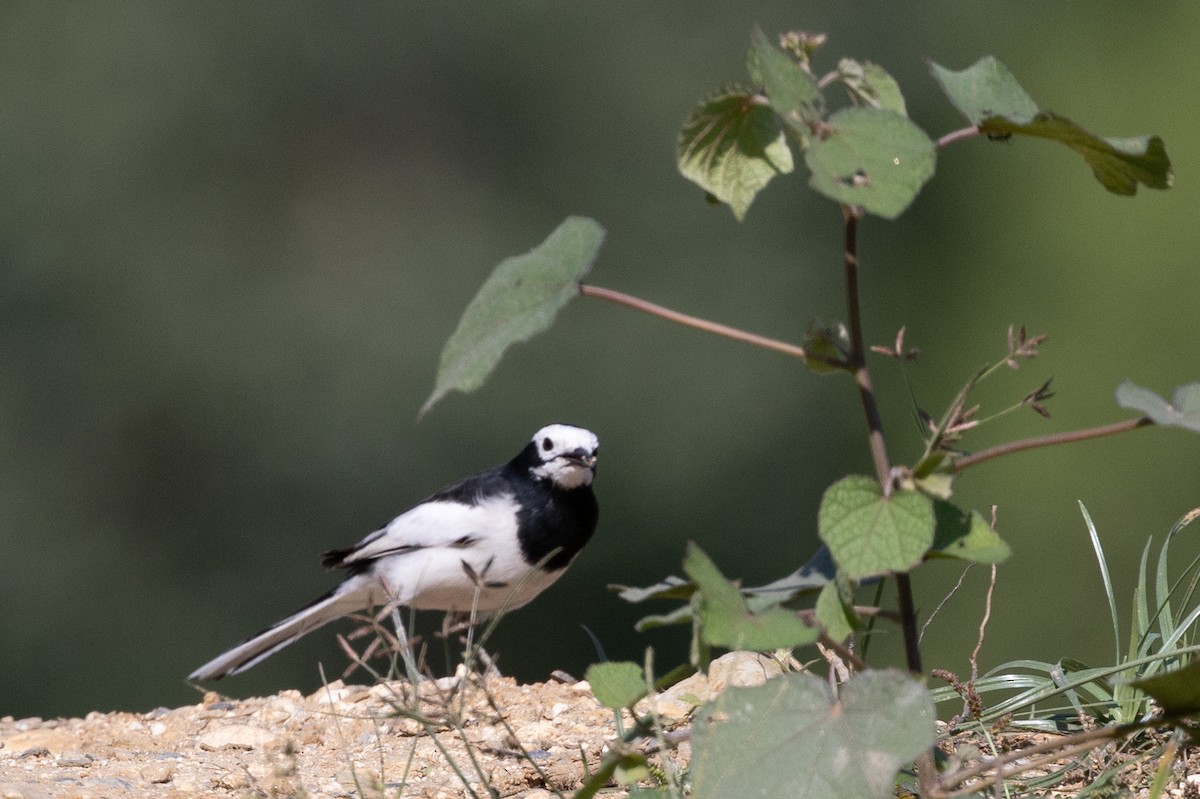konipas bílý (ssp. baicalensis) - ML647753978