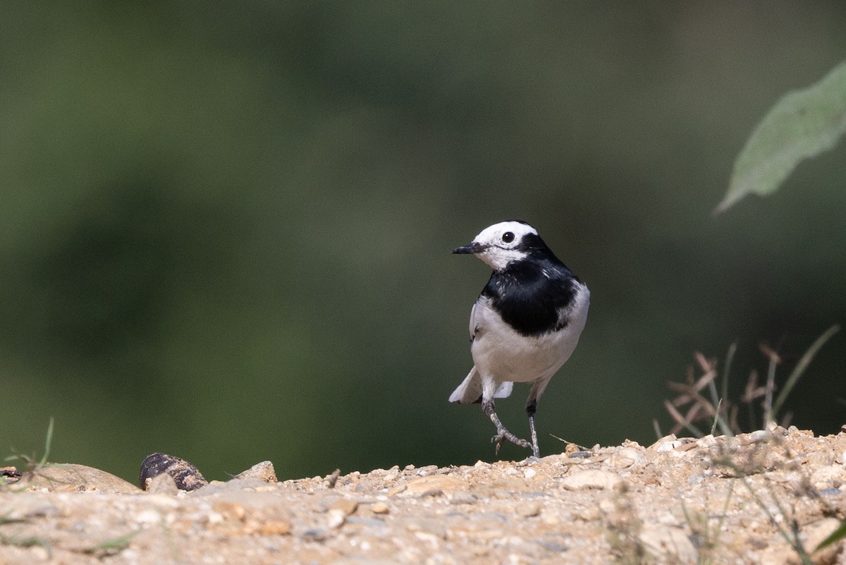 konipas bílý (ssp. baicalensis) - ML647753979