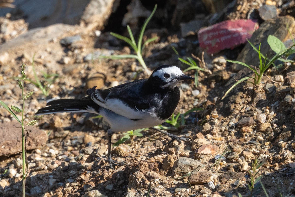 konipas bílý (ssp. baicalensis) - ML647753980