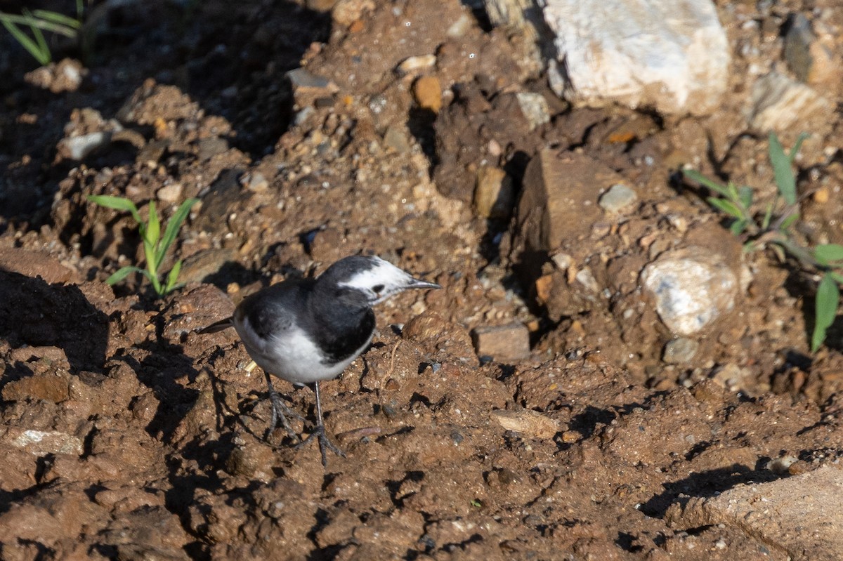 konipas bílý (ssp. baicalensis) - ML647753981