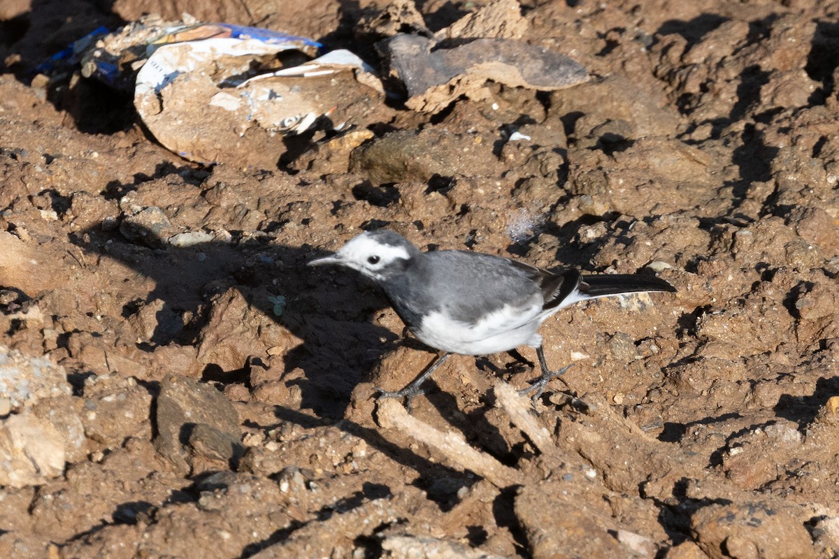 konipas bílý (ssp. baicalensis) - ML647753982