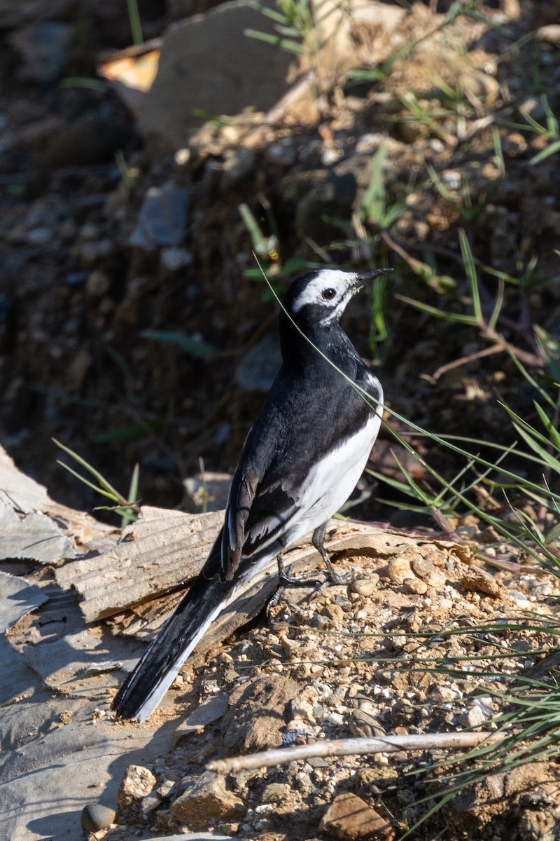 konipas bílý (ssp. baicalensis) - ML647753983