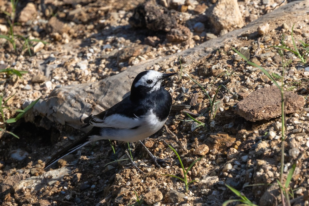 konipas bílý (ssp. baicalensis) - ML647753984