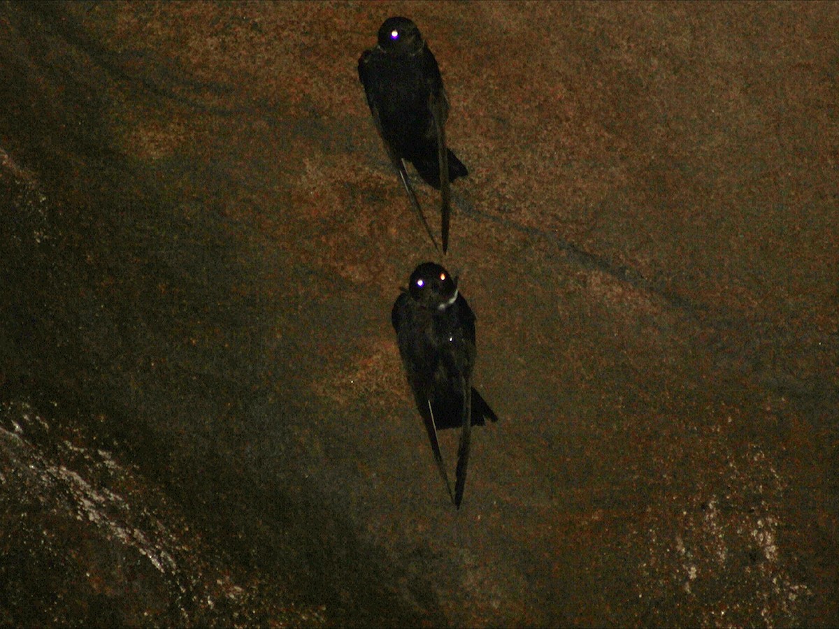 halsbåndseiler - ML647753987