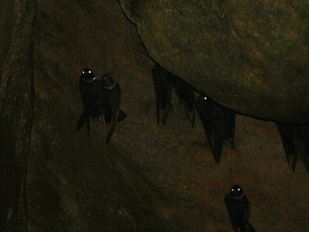 halsbåndseiler - ML647753988