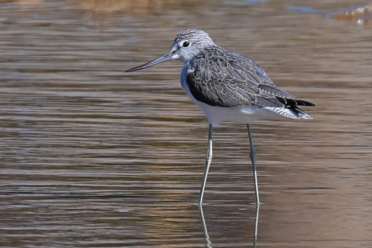 Common Greenshank - ML647753989