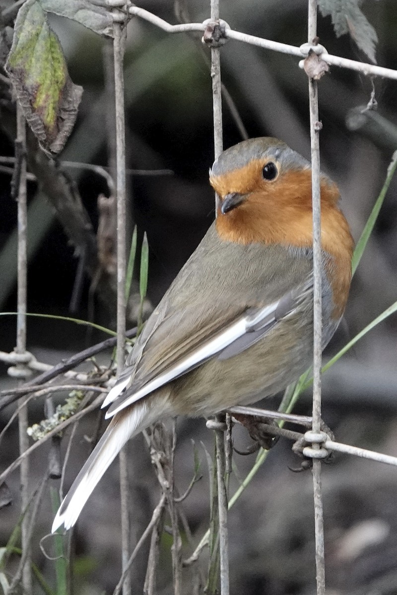 European Robin - ML647753992