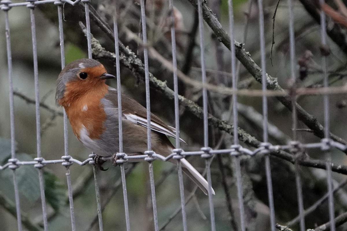 European Robin - ML647753993