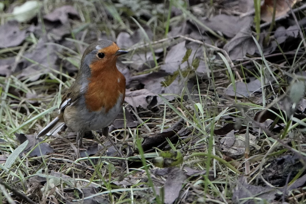 European Robin - ML647753994