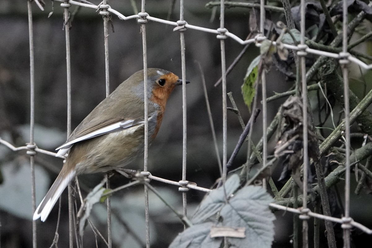 European Robin - ML647753996
