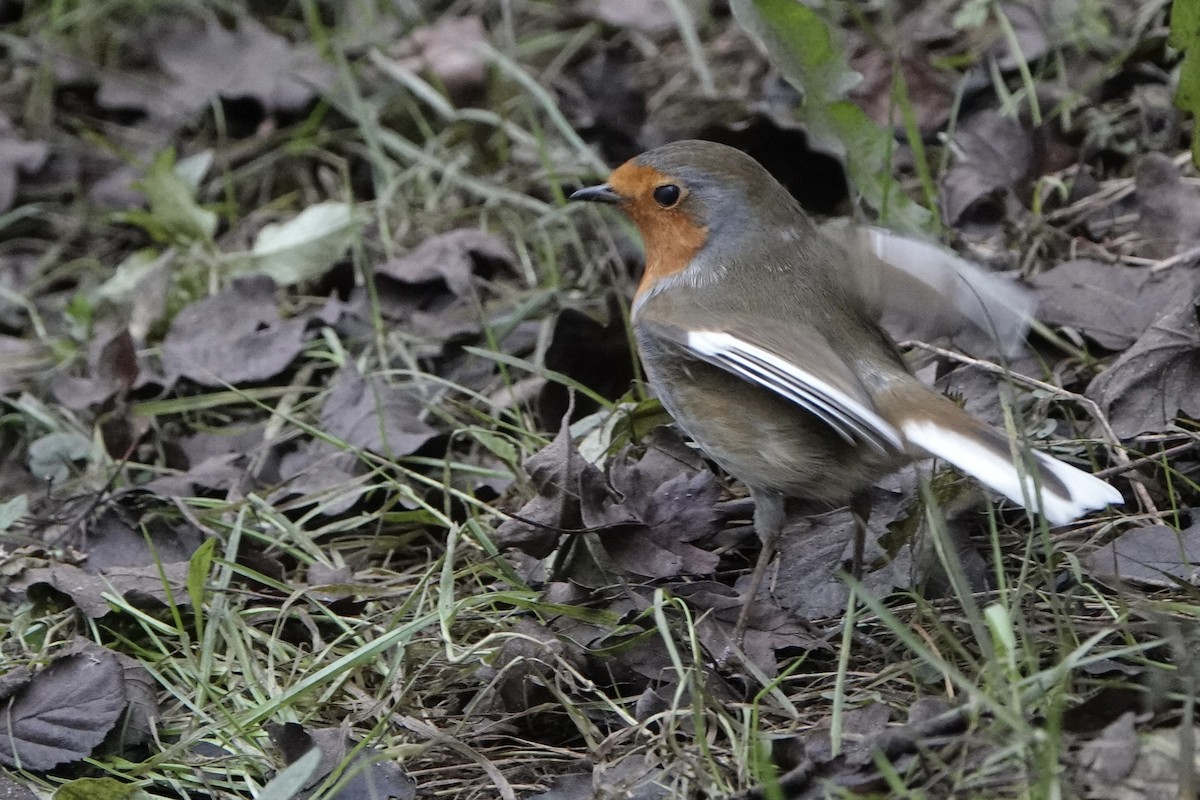 European Robin - ML647753997