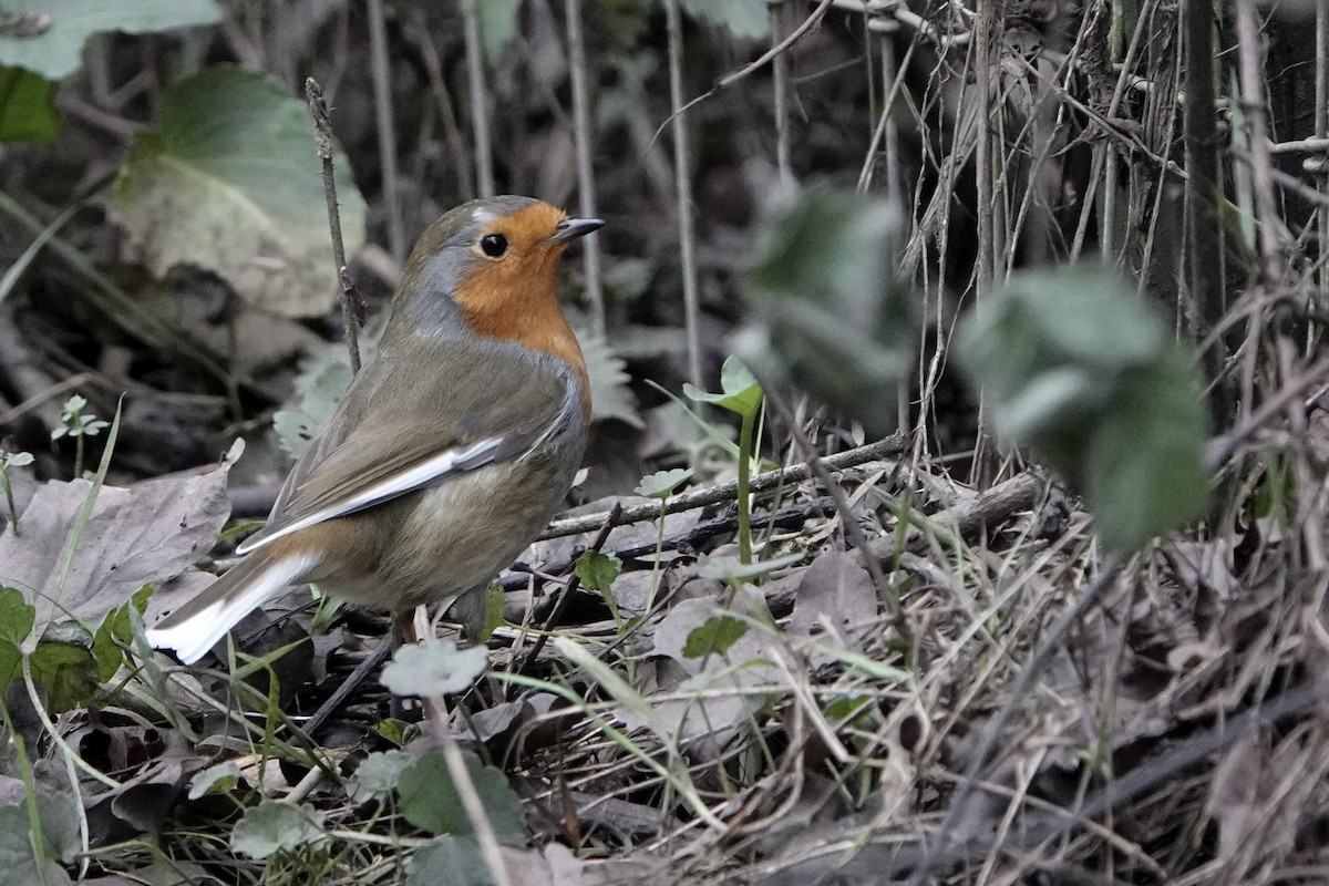 European Robin - ML647753998