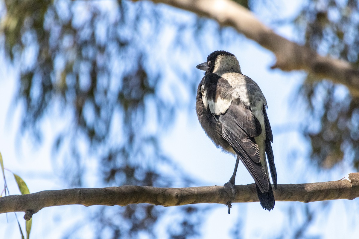 Australian Magpie - ML647754000