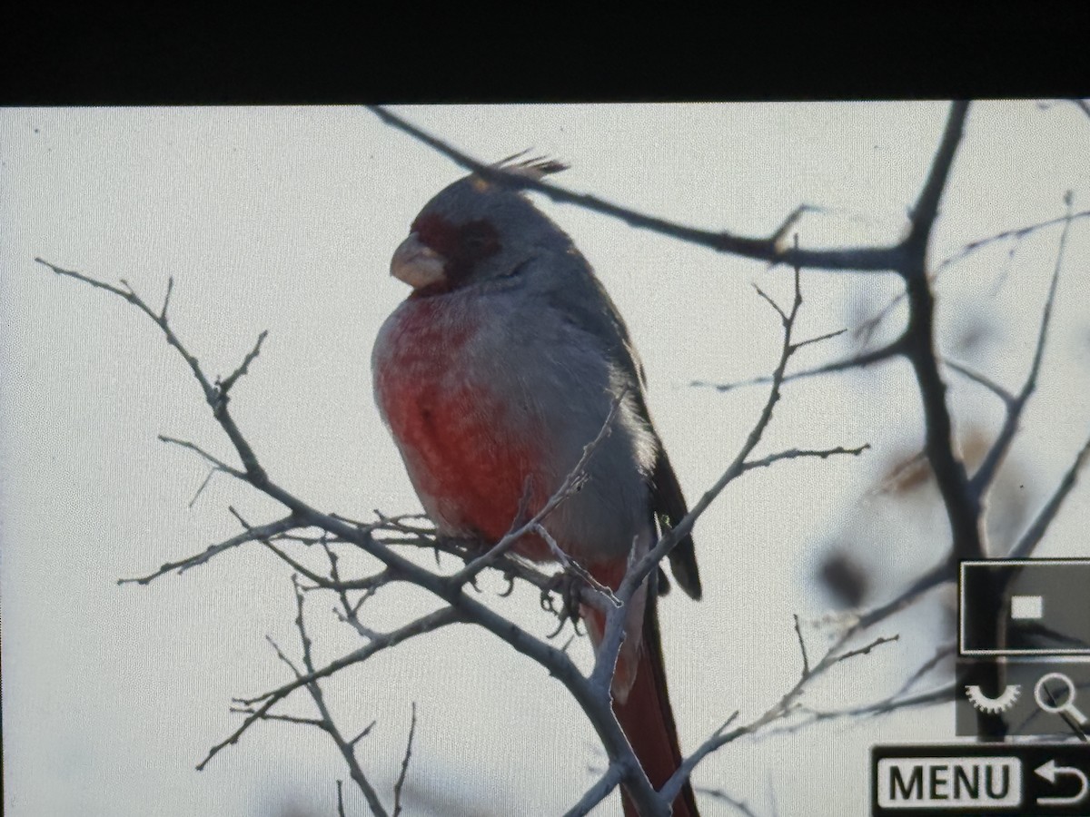 Pyrrhuloxia - ML647754001