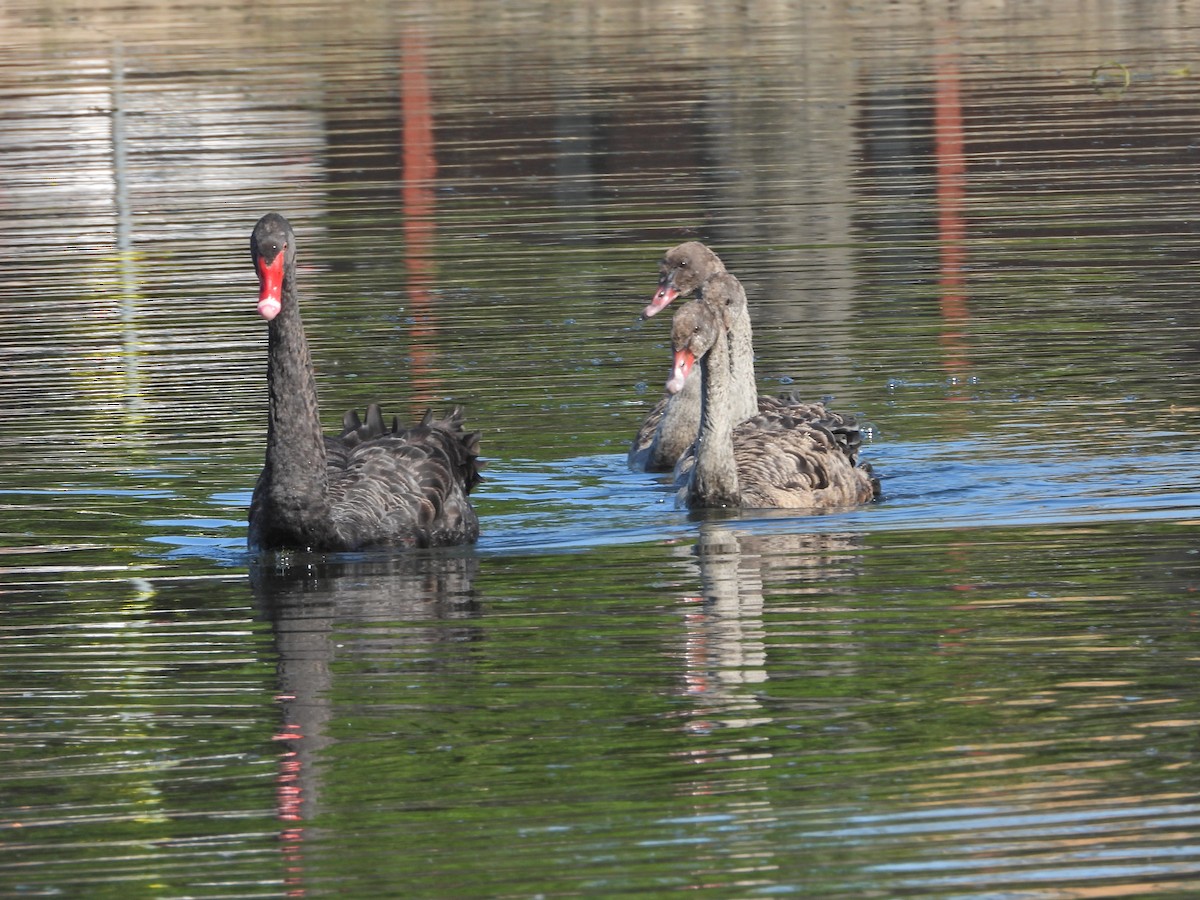 Black Swan - ML647754002