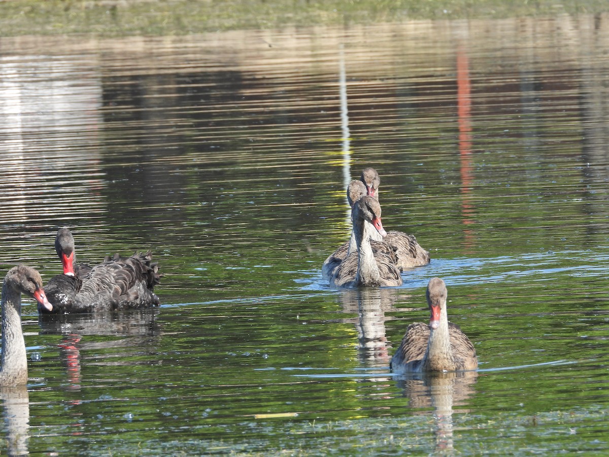 Black Swan - ML647754005