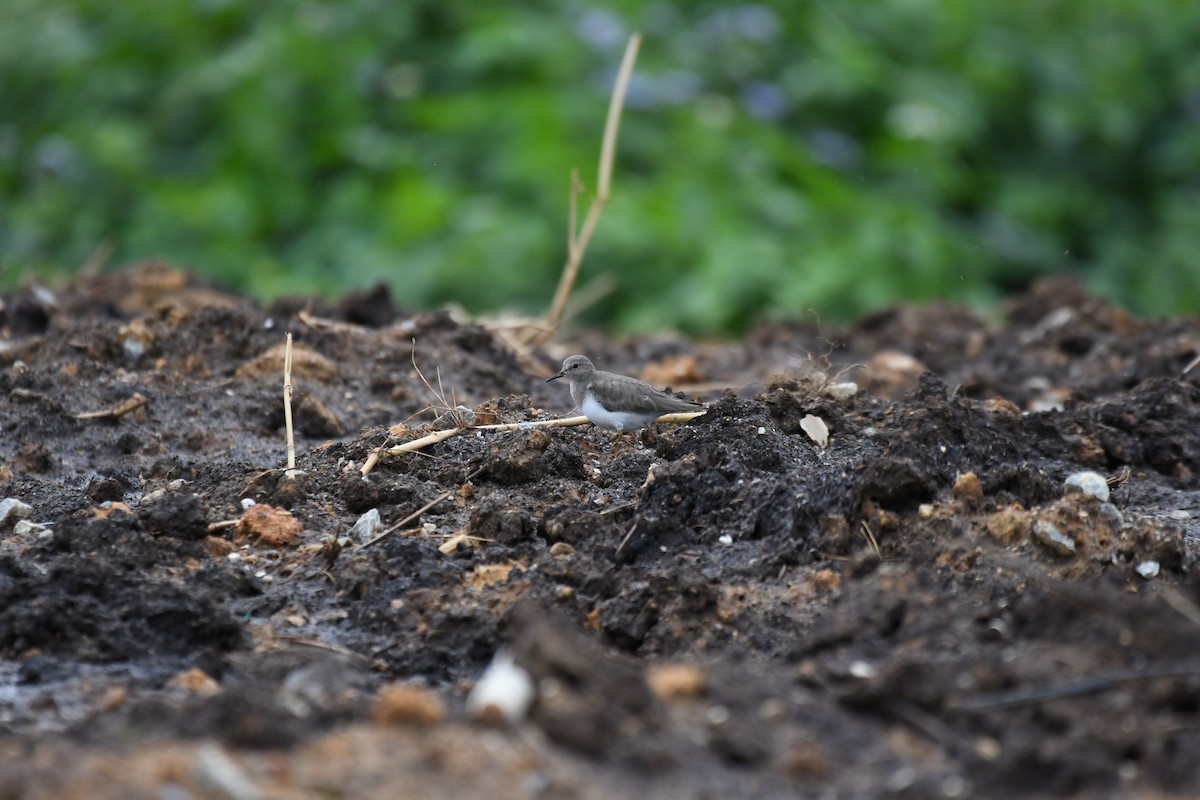 Temminck's Stint - ML647754008