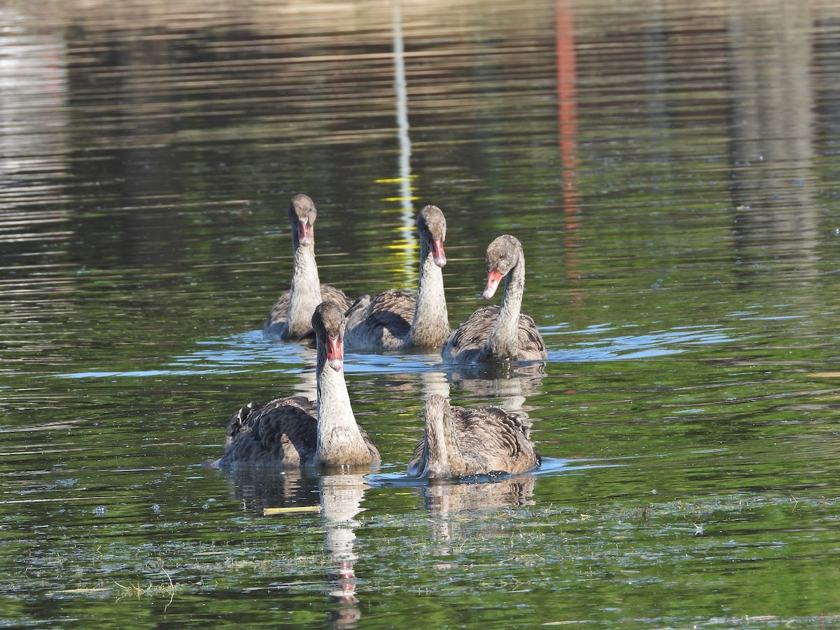 Black Swan - ML647754010