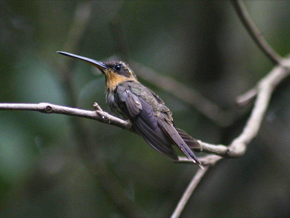Saw-billed Hermit - ML647754011