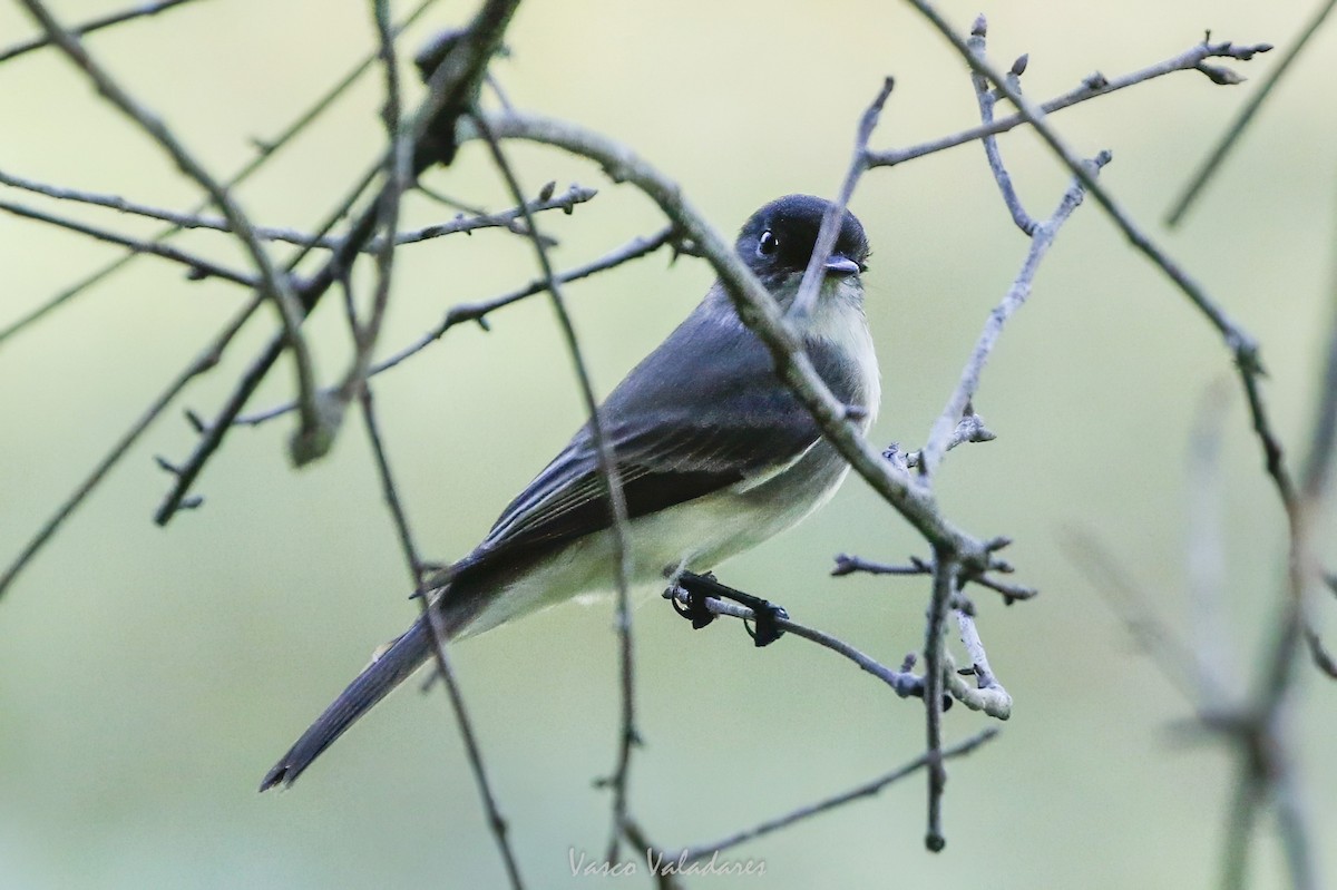 Eastern Phoebe - ML647754012