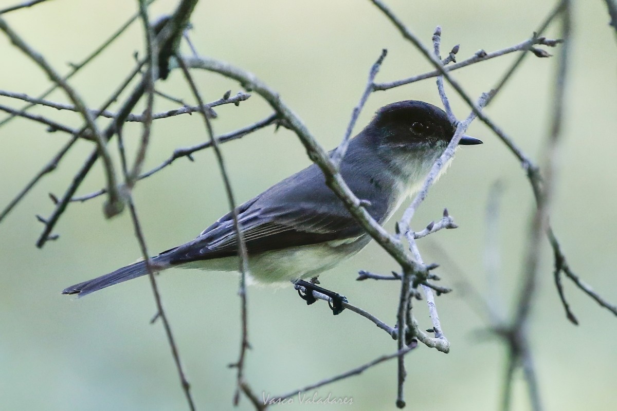 Eastern Phoebe - ML647754013