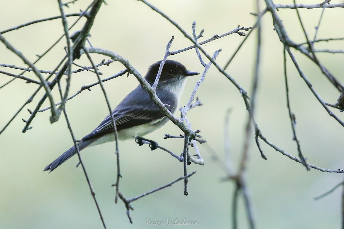 Eastern Phoebe - ML647754014