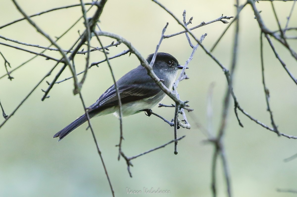 Eastern Phoebe - ML647754015
