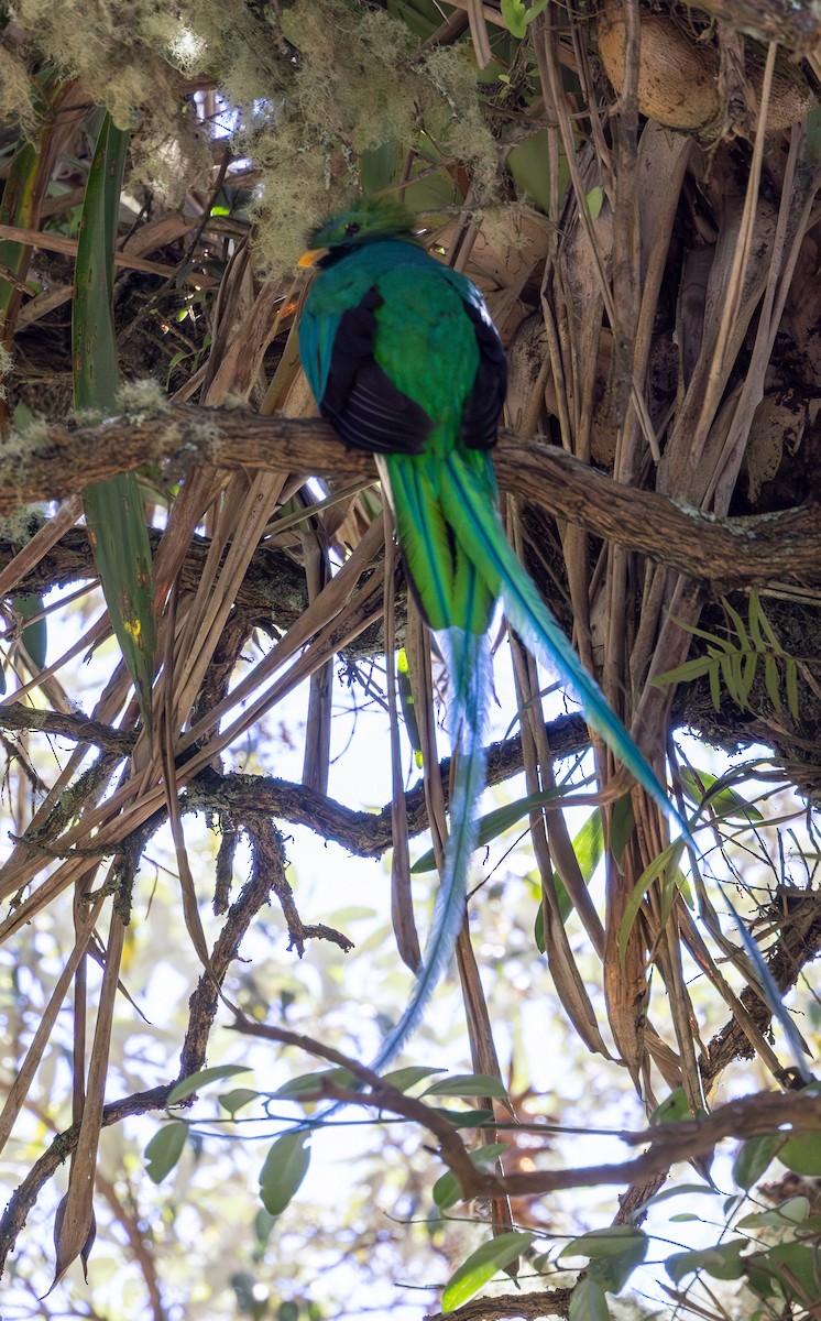 Resplendent Quetzal - ML647754016