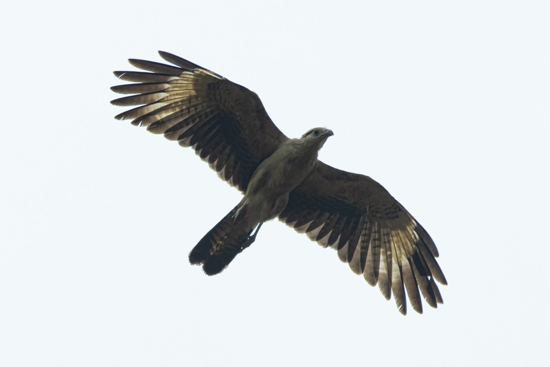 Yellow-headed Caracara - ML647754017